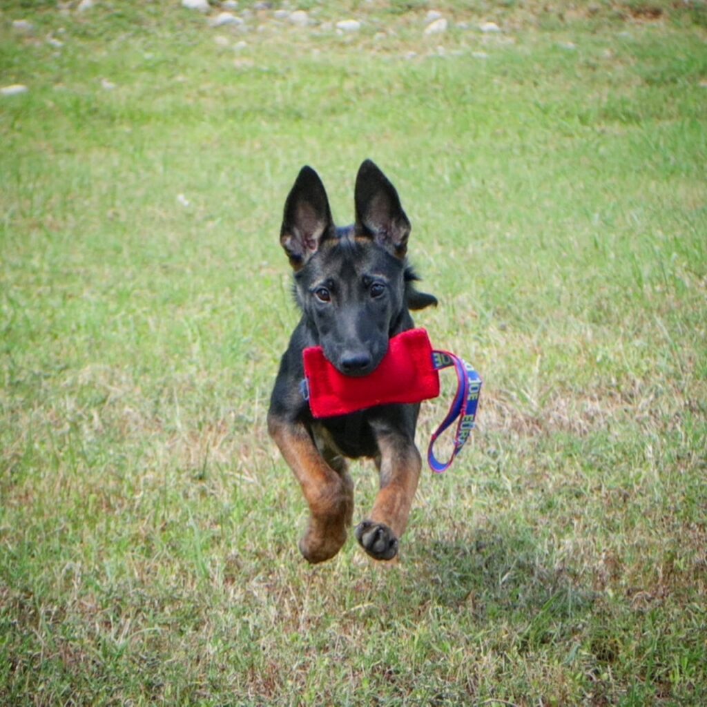 dutch shepherd puppy