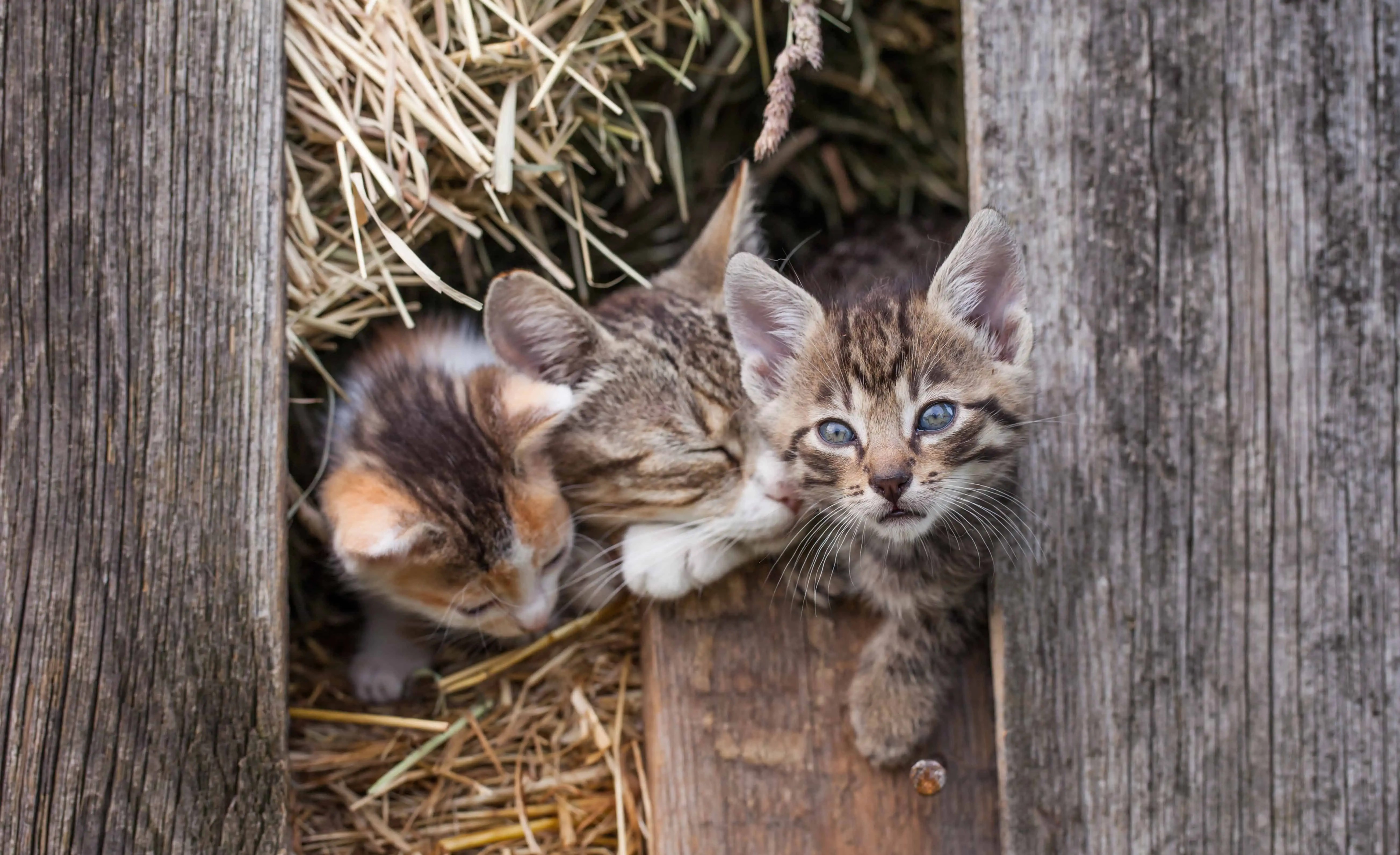barn cat spay and neuter