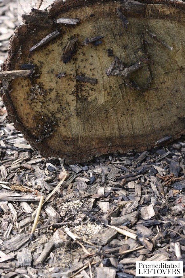 Under $50 from 12x12 gray cement pavers and 3x8 red bricks, all from lowes. Exploring Under Logs Nature Activity for Kids