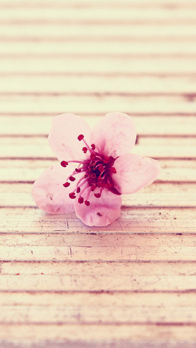 Tons of awesome floral iphone wallpapers to download for free. 20 Free Flowers Iphone Wallpapers Premiumcoding