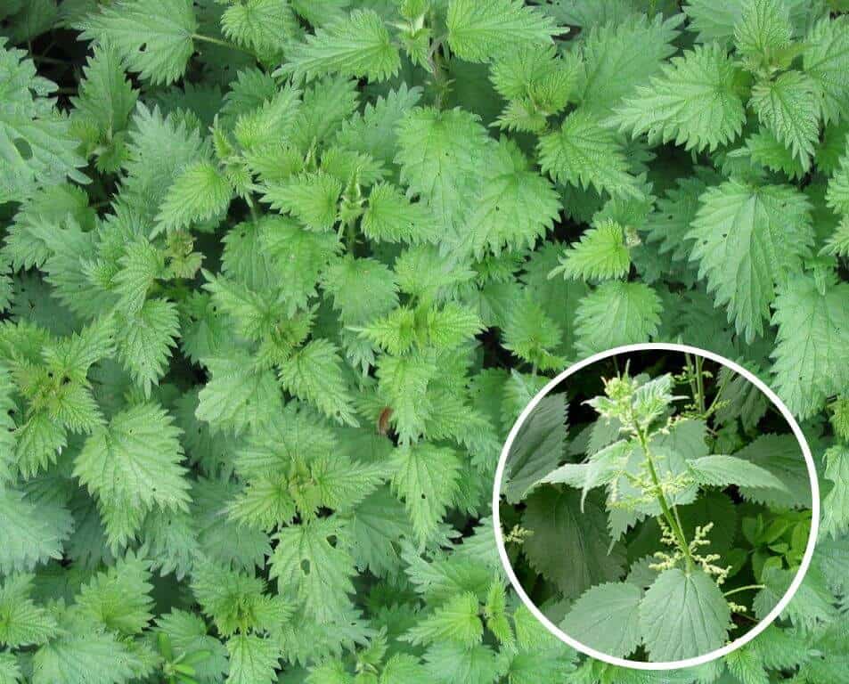 6 Wild Healing Plants You Should Use Prepper s Will