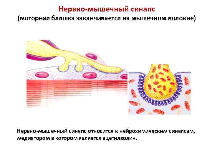 Словарь терминов. Анатомия нервной системы Функциональная анатомия центральной нервной системы