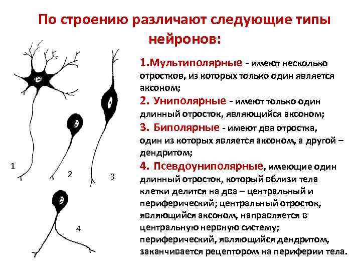 Словарь терминов. Анатомия нервной системы Функциональная анатомия центральной нервной системы