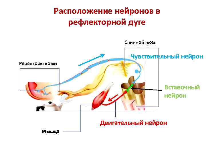 Словарь терминов. Анатомия нервной системы Функциональная анатомия центральной нервной системы
