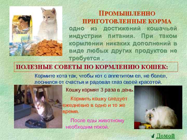 Всемирный день кошек презентация детям дошкольного возраста. Развлечение «1 марта-Всемирный день кошек» (подготовительная группа)-фотоотчет