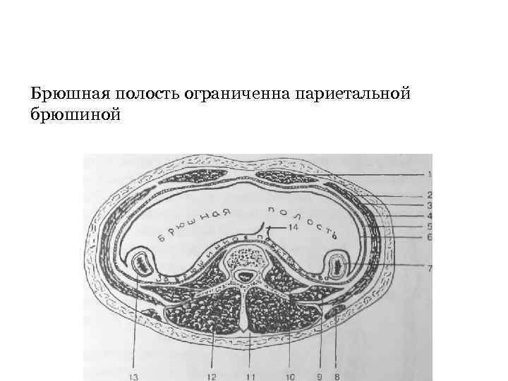 Отношение органов к брюшине схема