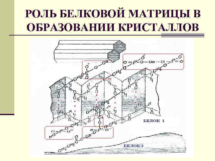 Соединительная ткань функционального элемента зуба. Полость зуба заполненная рыхлой тканью называется Из чего состоит человеческий зуб