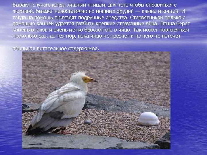 Alat Alat Binatang Kehidupan Hewan Hewan Yang Paling Sering