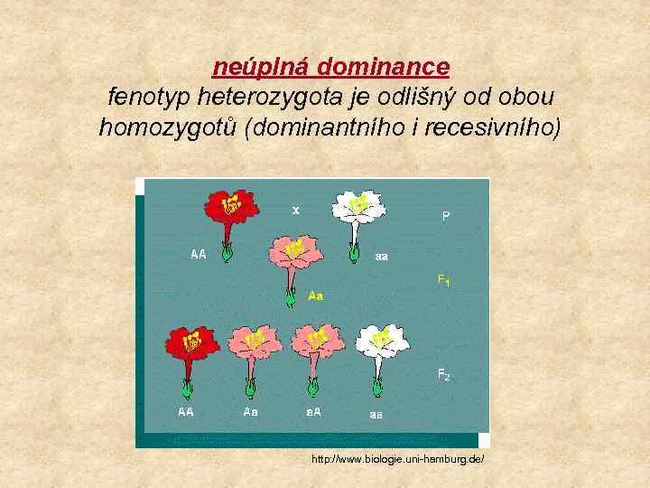 Mendelisticka Genetika A Mendelovy Zakony Http Www Jic