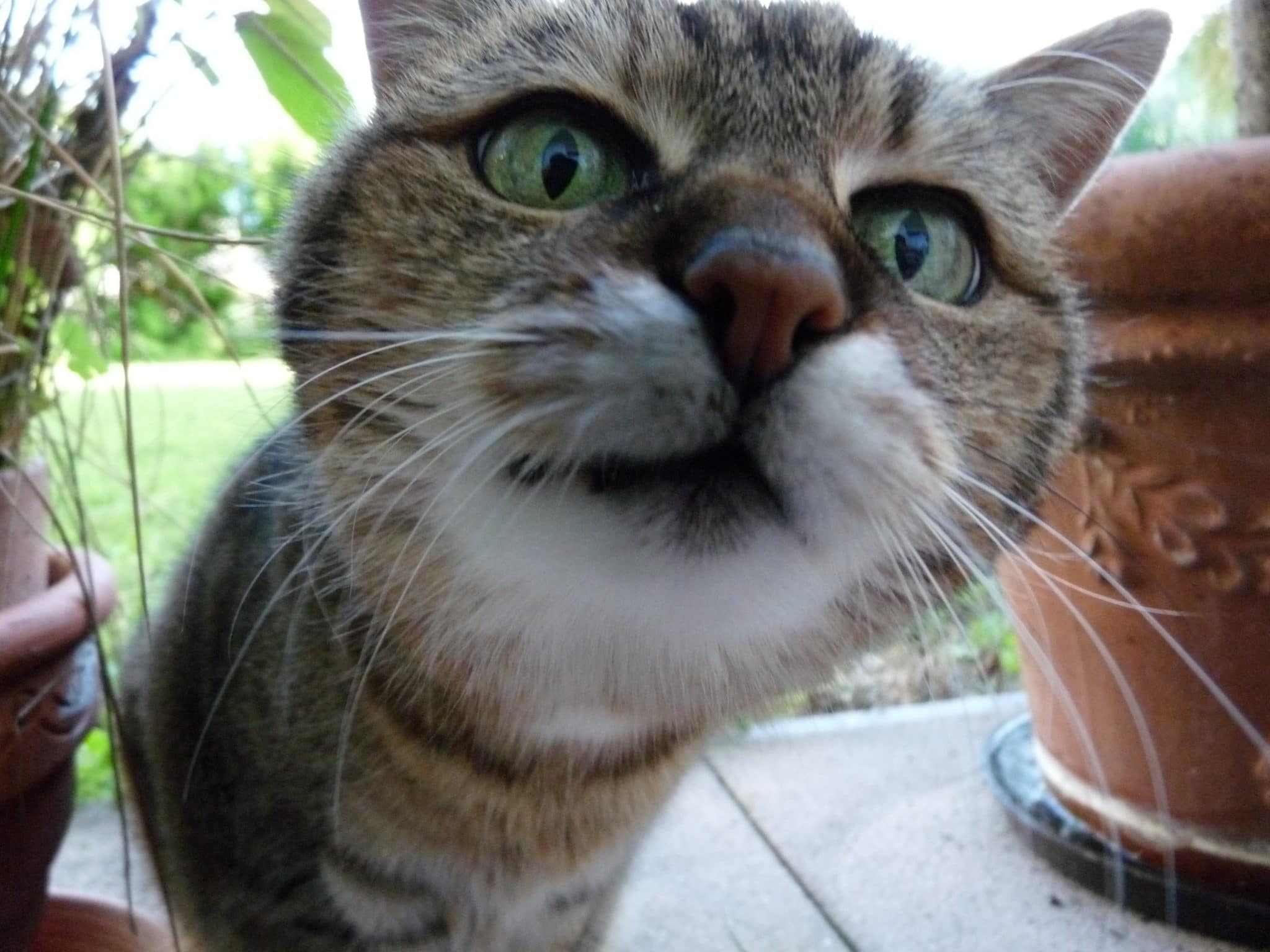 Ob häuser oder wohnungen kaufen, hier finden sie die passende immobilie. Mann erschlÃ¤gt Katze mit Hammer - Presse-Eifel