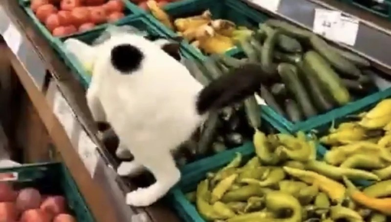 Markete giren kedi sebzelerin üstüne tuvaletini yaptı!