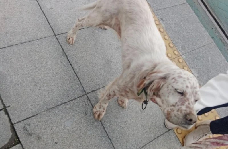 Kuruçeşme’de Tramvay Durağında Köpek Bekliyor!