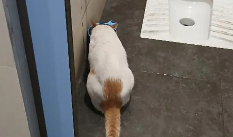 Kocaeli’de hastanede kedi şoku!