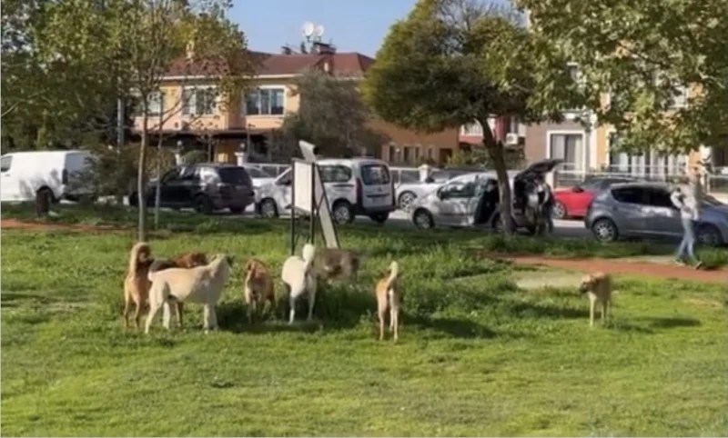 İzmit Yahya Kaptan’da Park Köpeklerin Yuvası Oldu!