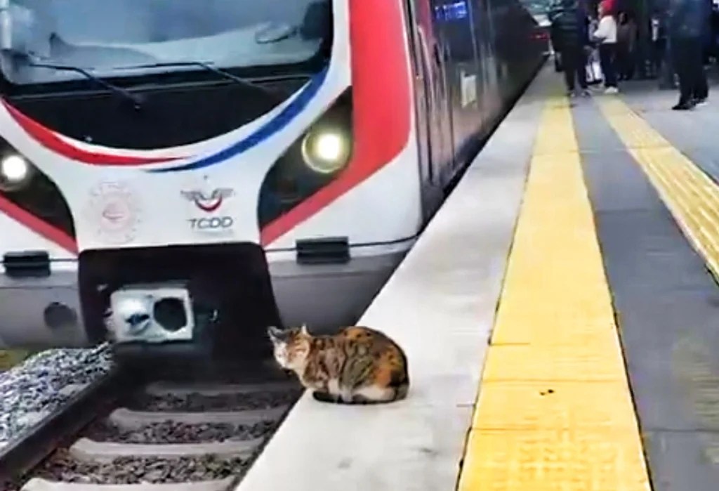 Tren Geçerken Bile Rahat: O Kedi Viral Oldu