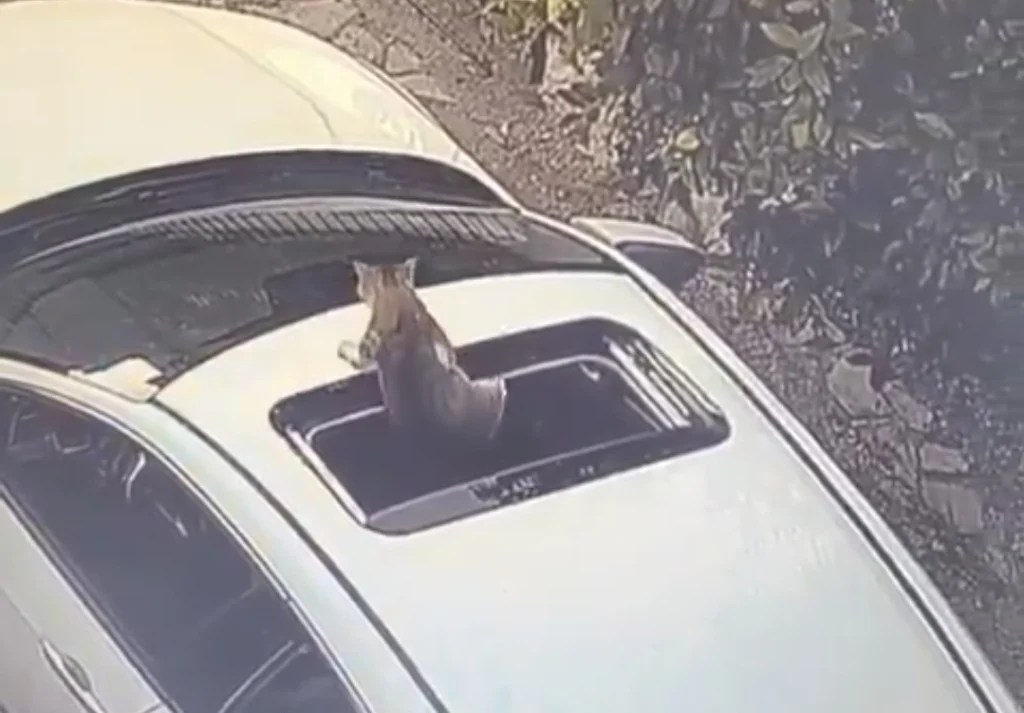 Kocaeli’de Kedi Sunroofta Tehlike Atlattı!