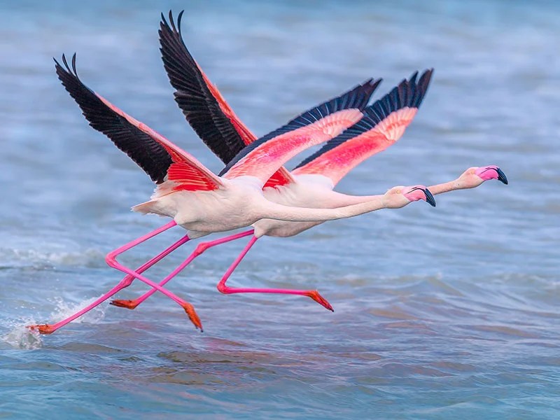 İzmit Körfezi’nde flamingo şöleni