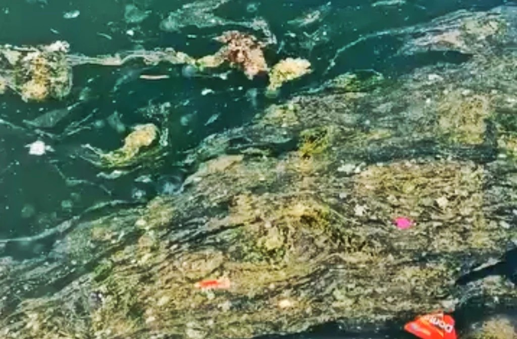 Yarımca Sahili’ni müsilaj kapladı