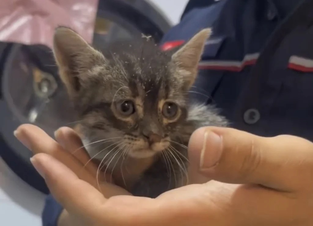 Yavru kedi apartman boşluğundan kurtarıldı