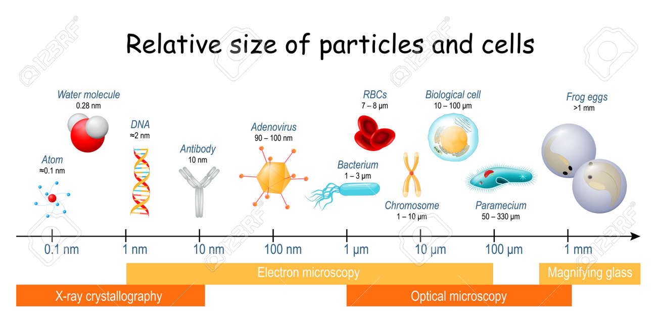 Comparison Of Relative Size Of Particles And Cells On Biological Scale Different Sizes Of Biological Cells Bacteria And Viruses Microscopic Techniques That Are Required To See The Objects Royalty Free Cliparts Vectors