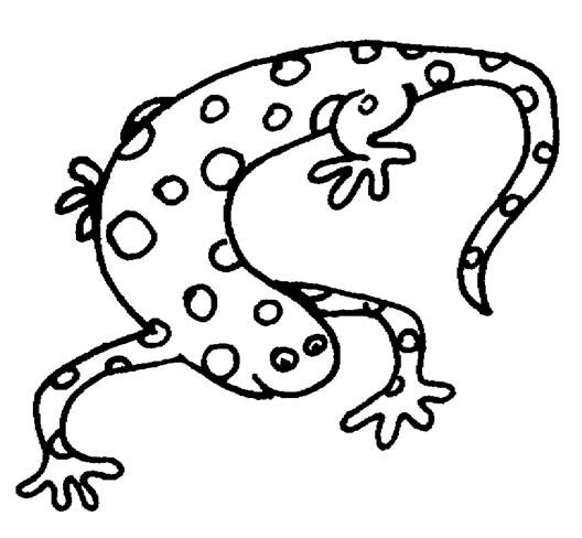 Supercoloring.com is a super fun for all ages: Drawing Salamander 19895 Animals Printable Coloring Pages