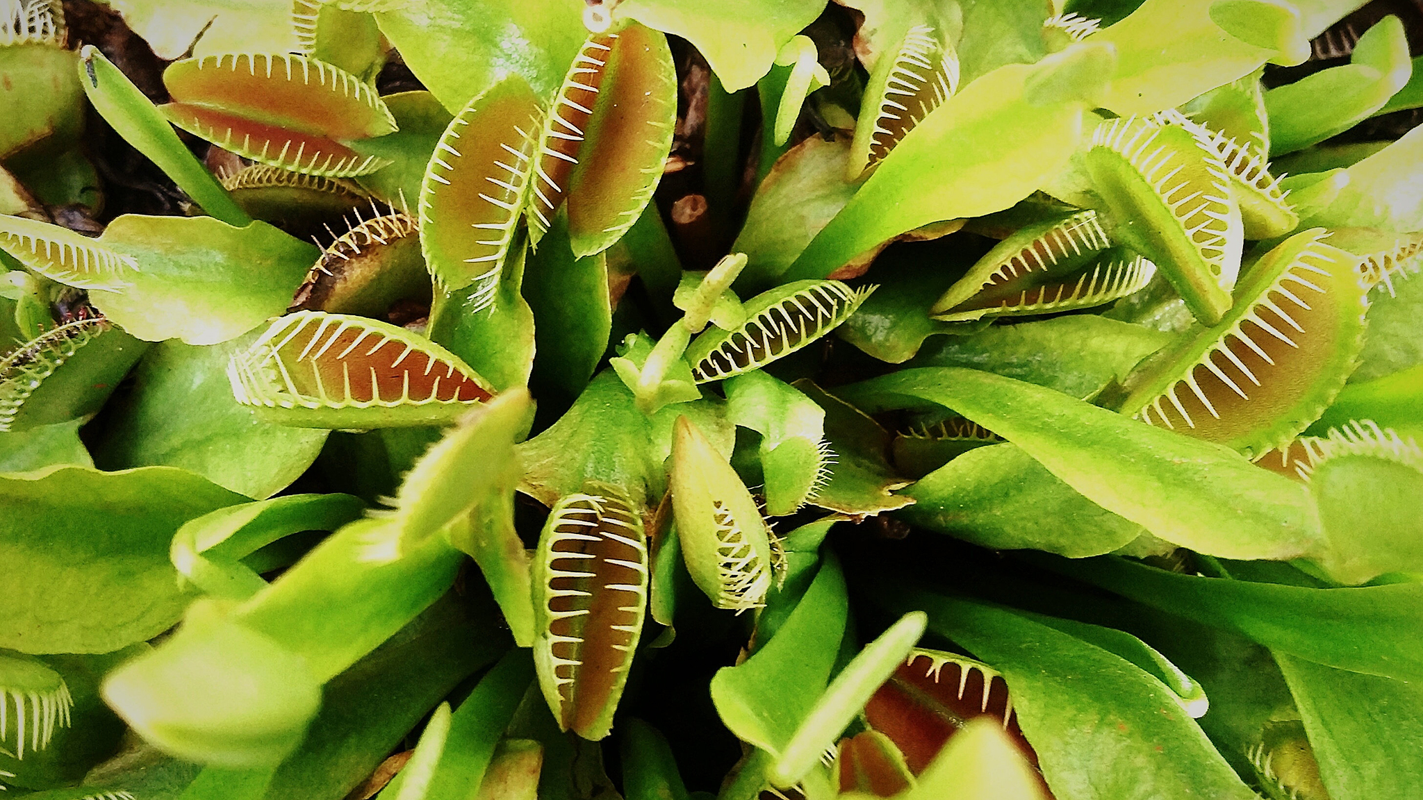 The end of the outdoor gardening season does not hav. A Catch All Guide To Growing Carnivorous Plants Financial Times