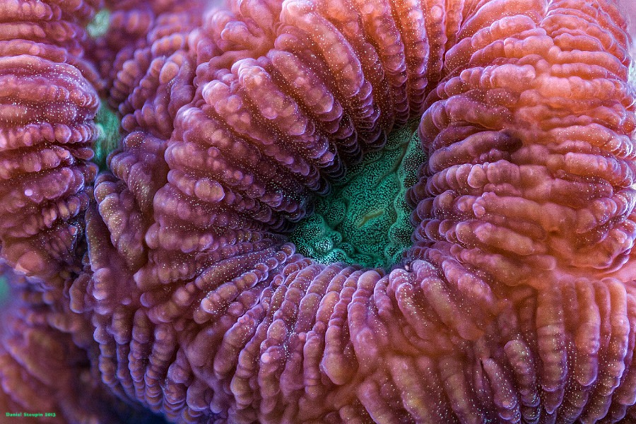 Mindbending fluorescent coral reef photography Psychedelic Frontier