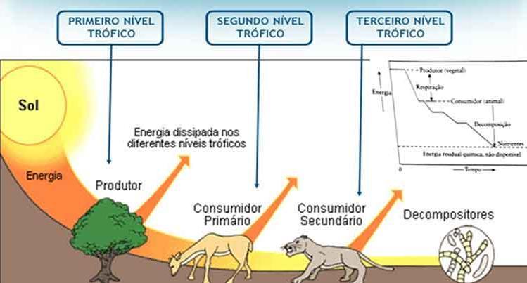 Turma Autor Eletivas Um Novo Amanhecer Iv Como Lobos Mudam Riosempatia Cidadania E Brainly Com Br