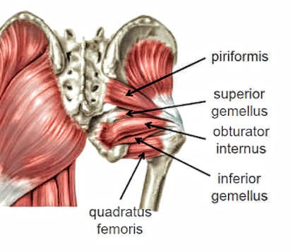 Superior Gemellus Muscle - PT Master Guide