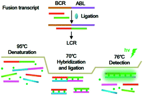 The product is shipped with dry ice or equivalent. Real Time Quantification Of Fusion Transcripts With Ligase Chain Reaction By Direct Ligation Of Adjacent Dna Probes At Fusion Junction Analyst Rsc Publishing