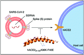 Sars was first reported in asia in february 2003. Targeting Sars Cov 2 Spike Protein By Stapled Hace2 Peptides Chemical Communications Rsc Publishing