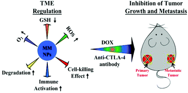 A tumor develops when cells reproduce too quickly. Tumor Microenvironment Regulated Nanoplatforms For The Inhibition Of Tumor Growth And Metastasis In Chemo Immunotherapy Journal Of Materials Chemistry B Rsc Publishing