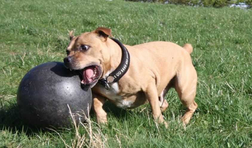 Most of these revolve around them having been bred for that . Five Toys To Help Your Pitbull Great Dane Mix Get Exercise