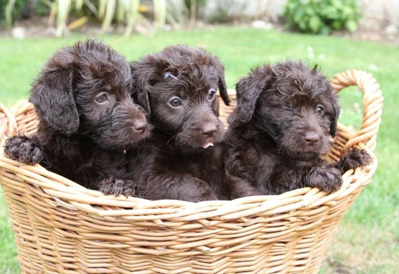 a mini labradoodle