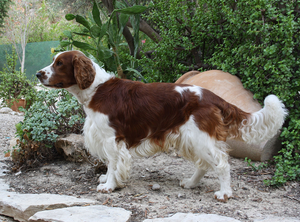 Oldest Living Springer Spaniel 2025