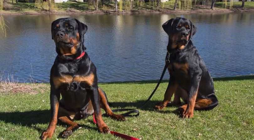 difference between german and american rottweiler