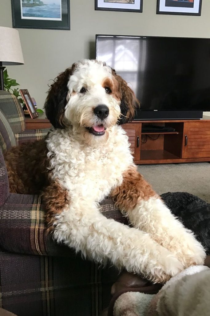  Bernedoodle Size Guide Tiny Mini Medium Standard Puptraveller