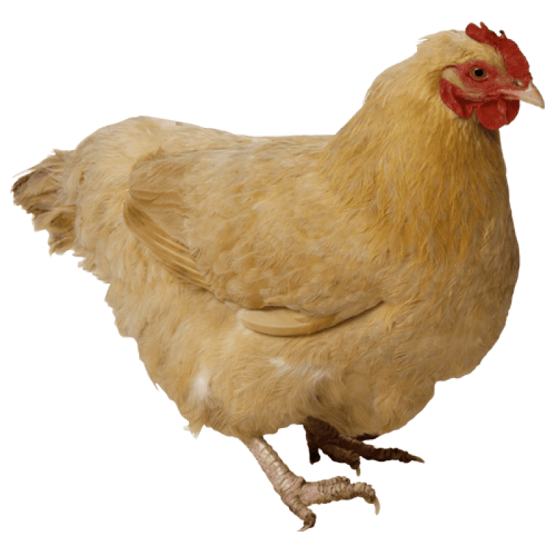 Pin amazing png images that you like. Chicken PNG Image - PurePNG | Free transparent CC0 PNG ...