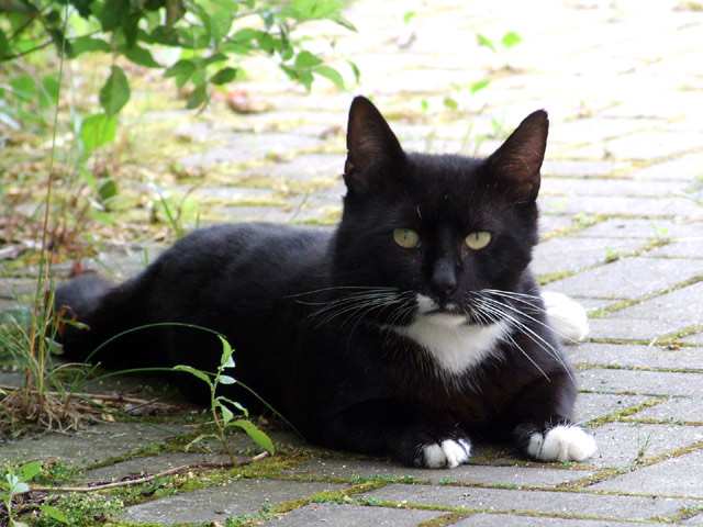 Mit diesen lösungen bekommt ihr wlan in den garten oder auf den balkon. Mehr Katzen, aber keine Meerkatzen Â« Putzlowitscher Zeitung