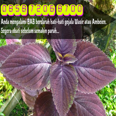 Rendam dengan air hangat · 2. Obat Tradisional Wasir Dalam