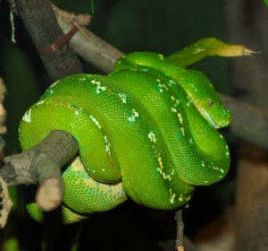 Oct 15, 2020 · for instance, an albino ball python with white and yellow scales is a different morph than say a blue eyed leucistic ball python that is completely white and without pigment to their scales. Pythons Review