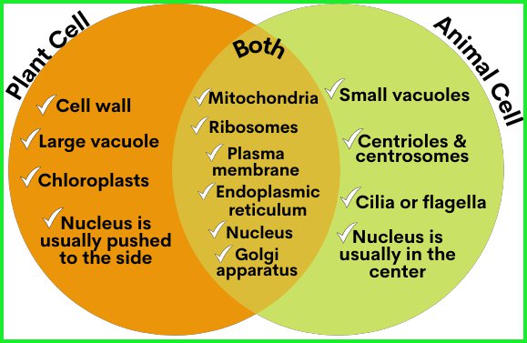 Plant cells are more similar in size and are typically . How Do Animal And Plant Cells Work Quora