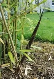 Burn off all grass in the affected … There Is A Lot Of Broken Glass In My Yard Under A Thin Layer Of Dirt How Can I Best Remove It Quora