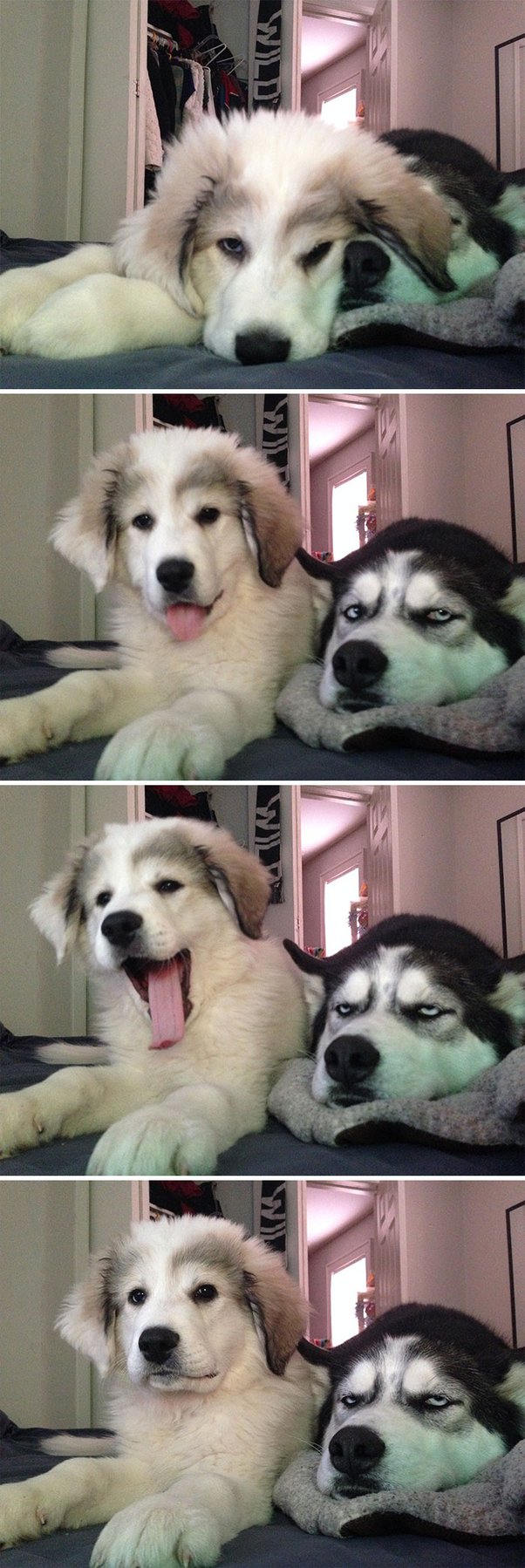 pics Dust Storm Dog Meme Template quora