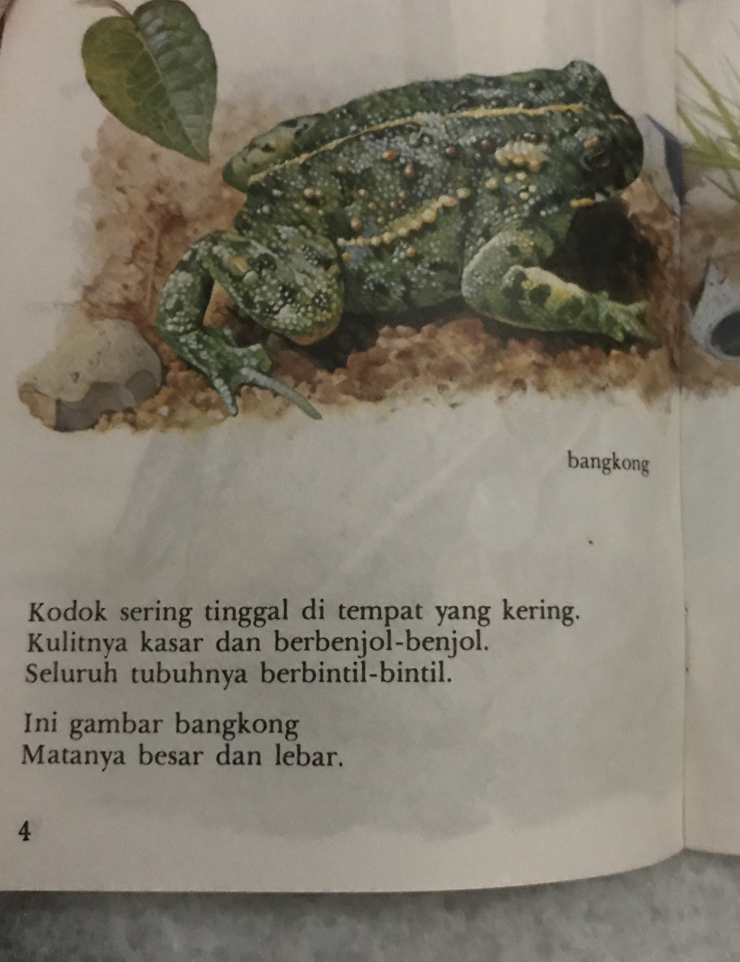 Apa itu kodok ngorek? Apakah itu salah satu spesies kodok? - Quora