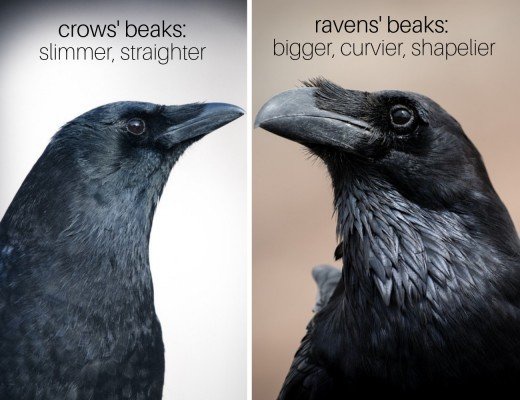 Usually held each february, it consists of character, music, voter questionnaire, and occasionally spell card categories. Whatâ€™s difference between a Grackle, Raven and Crow? - Quora