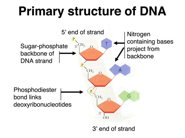 The row of connected bones that go down the middle of the back. What Is The Backbone Of Dna Made Of Quora
