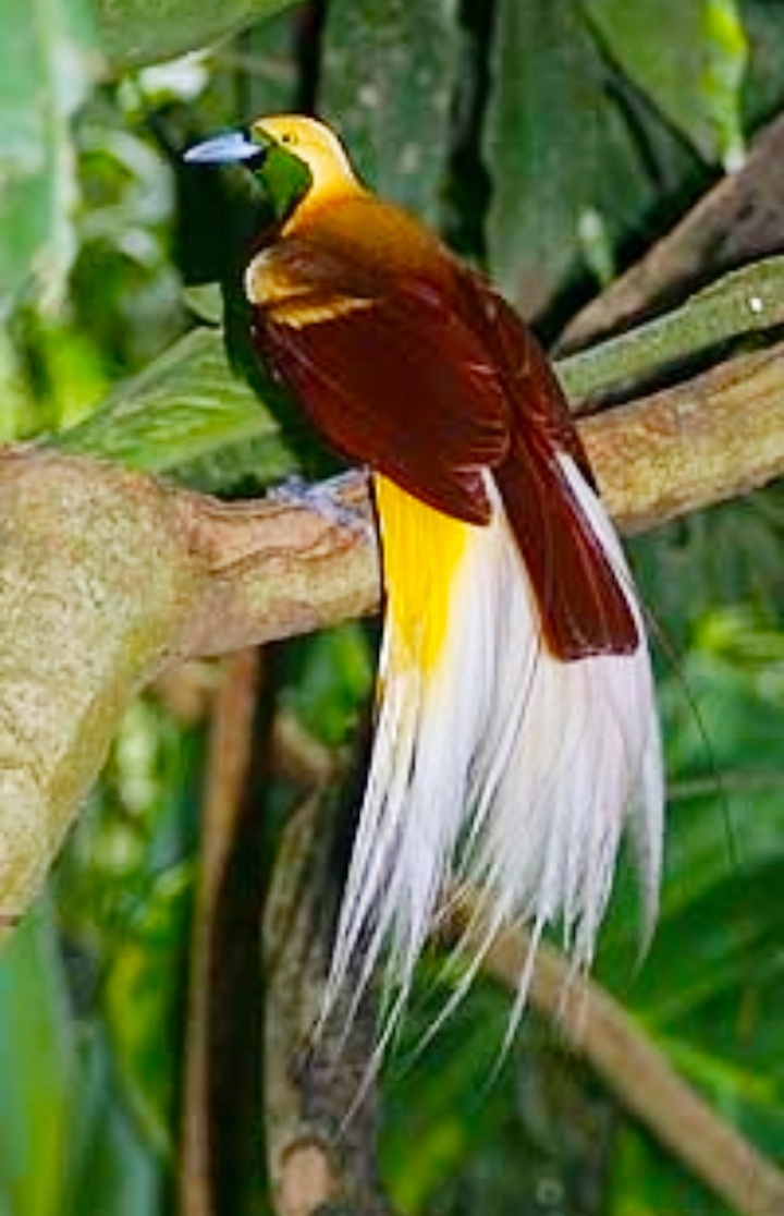 Burung apakah yang paling cantik di negara Anda? - Quora