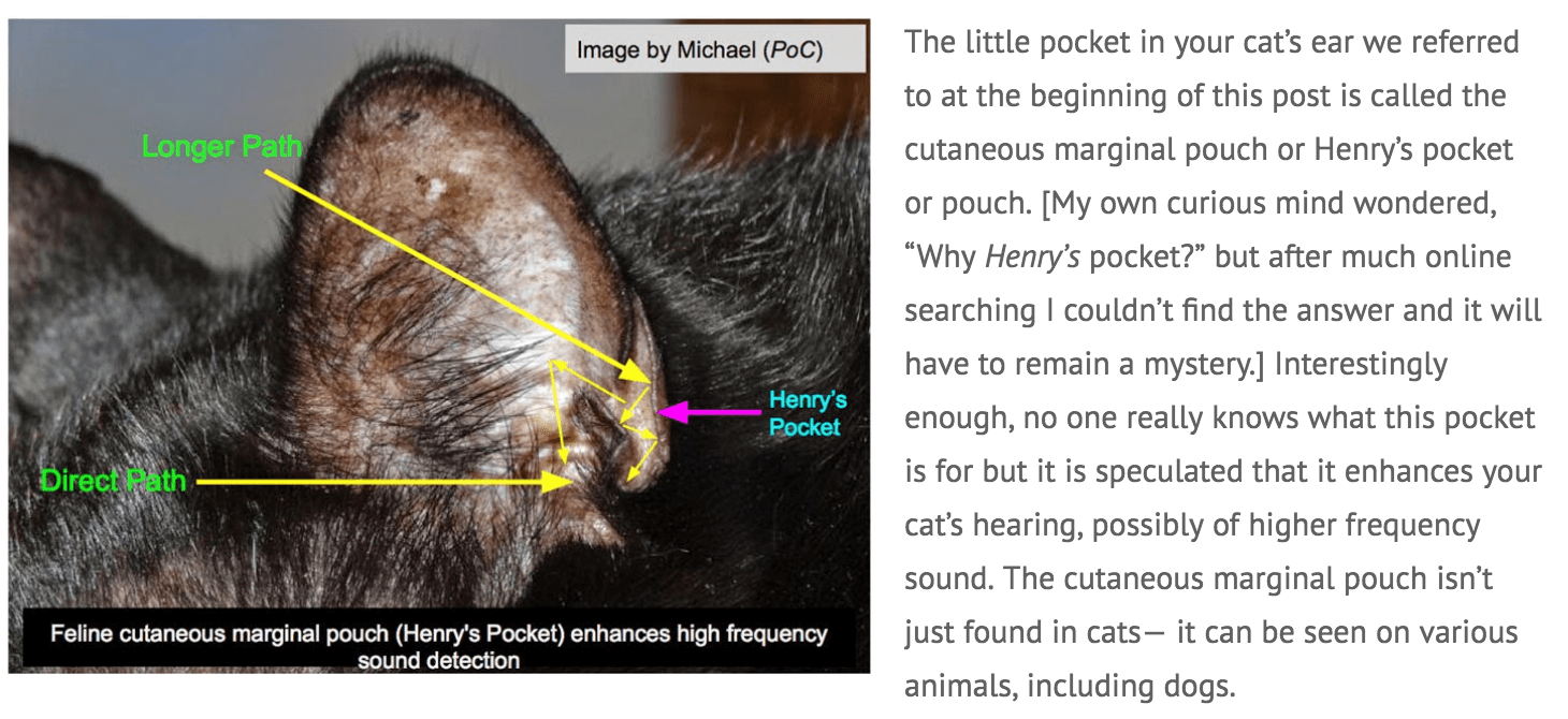 If it's the left ear, the superstition states that the person speaking of you is saying bad things. What S The Purpose Of The Little Extra Ear Flap On A Cat S Ear Quora