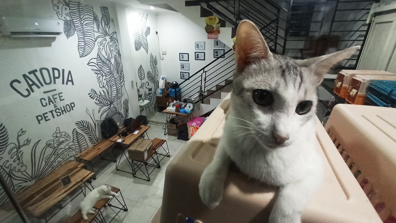 Apa sebenarnya manfaat kucing diciptakan Tuhan? - Quora